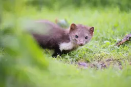 Fryslân wil met spoed steenmarters vangen in weidevogelgebieden. ‘Er zijn nog geen vogelnesten’