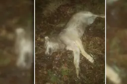 Derde dode wolf in week tijd: dier werd aangereden in Drenthe
