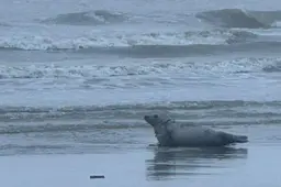 Zeehond Django opgevangen in Lauwersoog. ‘Zo ernstig gewond dat we haar hebben meegenomen’