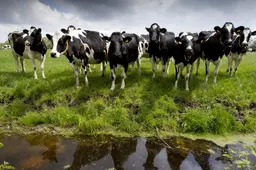Friese koe heeft antistoffen tegen vogelgriep, eerste geval in Europa