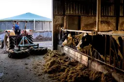 Boer mag stikstofreductie tot 2035 zelf invullen. Lukt dat niet, dan gaat mes in veestapel