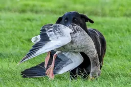Friese populatie grauwe gans gehalveerd. ‘Enorme drive jagers om probleem aan te pakken’