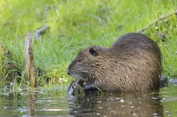 Wetterskip doet bijzondere vangst: in Elahuizen liep een enorme beverrat in de val, vijfde in vijftig jaar op Friese bodem