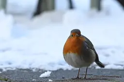 Boswachter Aaldrik houdt van de roodborst: hij is er altijd dus je kunt ’m goed bestuderen. En dan die verhalen!