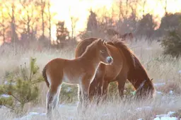 Wolvenconsulent krijgt waarschuwing omdat hij zijn pony’s niet voldoende beschermt. ‘Kudde is geen bescherming tegen de wolf’