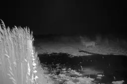 Wolf in Lauwersmeergebied doodde zes schapen in Friesland. ‘Niet zeker of er meer dan één rondloopt’