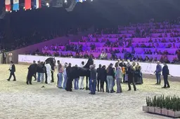 Jeppe 537 opnieuw algemeen kampioen bij Hengstenkeuring