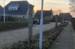 Buurt Oudebildtzijl onthutst over ‘onthoofding’ bomenrij