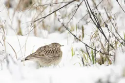 Vogels voeren? Alle hulp is welkom en wie weet word je nog verrast ook
