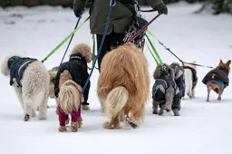 Sneeuw lijkt onschuldig, maar kan levensgevaarlijk zijn voor hond of kat. Zo bescherm je ze