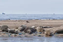 Dode zeehond op strand Vlieland had vogelgriep. Medewerkers zeehondencentrum Lauwersoog ook getest
