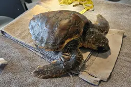 Er spoelen meer schildpadden aan dan in de voorgaande 300 jaar. ‘Dat is slecht nieuws en goed nieuws’