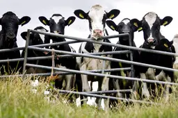 Boerengezin in Noardeast-Fryslân heeft ‘in protte fragen’ over besmetting met vogelgriep, maar is kalm
