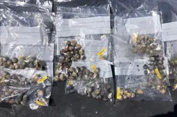 Kokkels verbouwen op boerengrond lukt, al gaan er nog veel schelpdieren dood | WadWeten