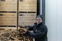 Supermarkt laat hem zitten: wie helpt boer Bram van 300.000 kilo winterwortels af?