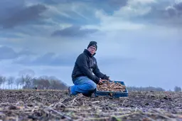 Al meer dan helft winterwortels van boer Bram vergeven: Kesbeke stopt ze in de atjar
