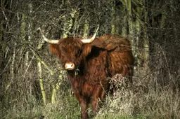 Dit jaar 5500 nieuwe bomen in Leeuwarder Bos met hulp van ideële stichting