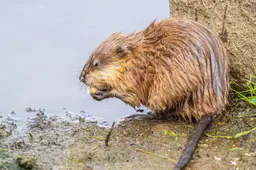 Muskusrat Schiermonnikoog gaat meteen voor de bijl
