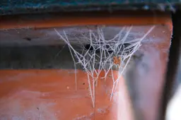 Wat doet -10 graden met de kleinste beestjes?