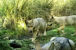 Bekijk het op de kaart: hier jagen wolvenroedels in het Noorden
