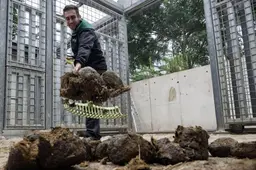 Lampenkap van olifantenpoep maken is niet het probleem, het rendabel maken wel. In Emmen helpen ze daarbij