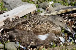 Er is niks doodgewoons aan de prachtige eider