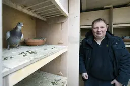 Friese postduivenhouders hekelen wedstrijdverbod: ‘Dit is sa krom’