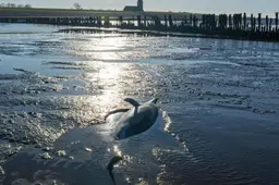 Dode dolfijn van Wierum was een vrouwtje. Ze strandde levend