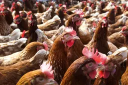 Vogelgriep vastgesteld op biologisch leghennenbedrijf in Aalsum: 30.000 dieren worden geruimd