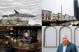 Gewone dolfijn aangespoeld bij Wierum &amp; de Achmeatoren in Leeuwarden is verkocht | nieuws uit Friesland van 11 februari