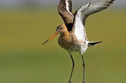 Wat AI met weidevogels te maken heeft? Nou best veel