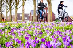 Eerst nog grijs en regenachtig, maar zeer zachte eerste lentedag in zicht