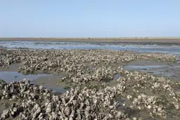 De schaduw van de oester biedt een koele schuilplaats. ‘Kan helpen tegen steeds hetere zomers’ | WadWeten