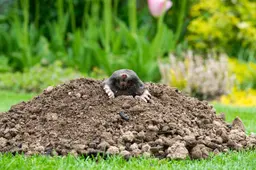 We gaan weer mollen tellen: zo houd je de veelvraat uit jouw tuin en red je het gazon