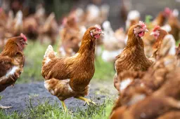 Wormen zijn voornaamste oorzaak van PFAS in eieren van hobbykip