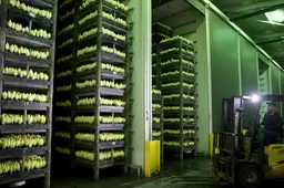 Doek valt voor een van Nederlands grootste witloftelers: Frysk-Witlof in Sexbierum failliet