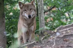 Ook subsidie voor wolfwerende rasters voor boeren in Noordoost-Friesland