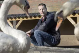 Bijna dertig dode zwanen in één weekeinde in Noord-Friesland: ‘Het huilen staat ons nader dan het lachen’