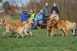 Feestje voor honden op hun eigen omheinde terrein in Bolsward. ‘De eerste doggydate is een feit’