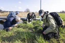 Waar zijn de nazaten van rups Argibald De Eerste? Nummer twee zit in Franeker verstopt