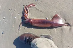 Zeer zeldzame grote pijlinktvissen spoelen in grote aantallen aan op Waddeneilanden. ‘Heel interessant’