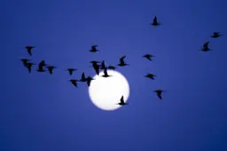 Ook ’s nachts is het luidkeels lente in de duistere, kletsende vogelplas van boer Murk in Wommels