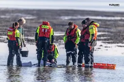 Twee levende bruinvissen aangespoeld bij Vlieland: ‘Vrij zeldzaam’