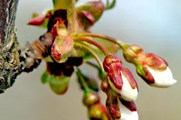 Combineer het nuttige met het aangename en plant fruitbomen en -struiken in je tuin