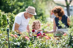 Rozen verwelken, maar met deze verzorgingstips van tuinman Martin níet