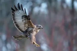 Man (34) uit Noardburgum schiet op buizerd. ‘Cliënt heeft vele kwaliteiten, gelukkig is goed mikken daar niet één van’
