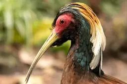 Voorzichtig optimisme na onderzoek vogels dierentuin Wildlands in Emmen. ‘Alle scenario’s schoten door ons hoofd’