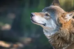Overheid kan niet langer achterover leunen in omgang met de wolf. ‘De wolf is net zo flexibel als een rat of een mens’