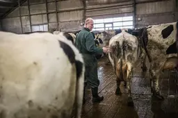 Kunnen boeren in Friesland collega’s in Zuidoosthoek helpen bij stikstofreductie?