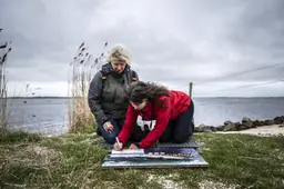 Nieuw groot broedgebied bij het Lauwersmeer moet kustvogels flinke duw in de rug geven